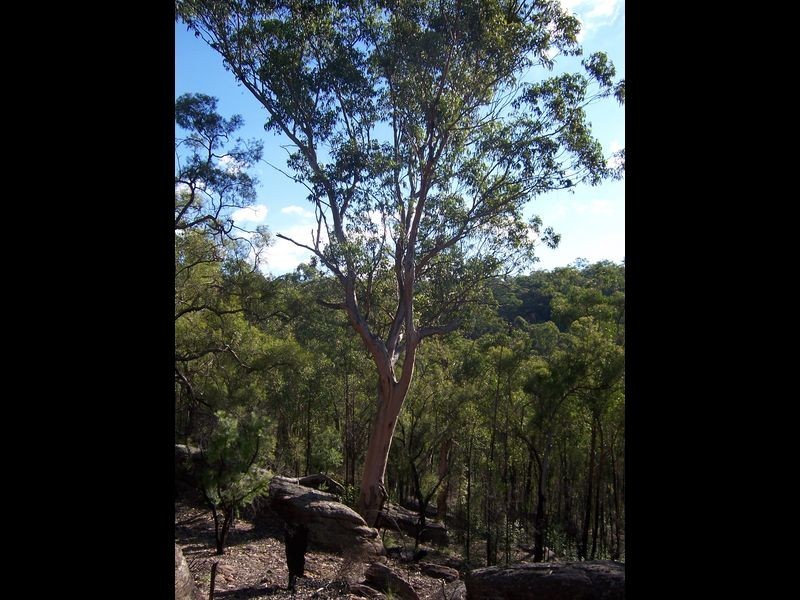 5677 Putty Road, Howes Valley NSW 2330