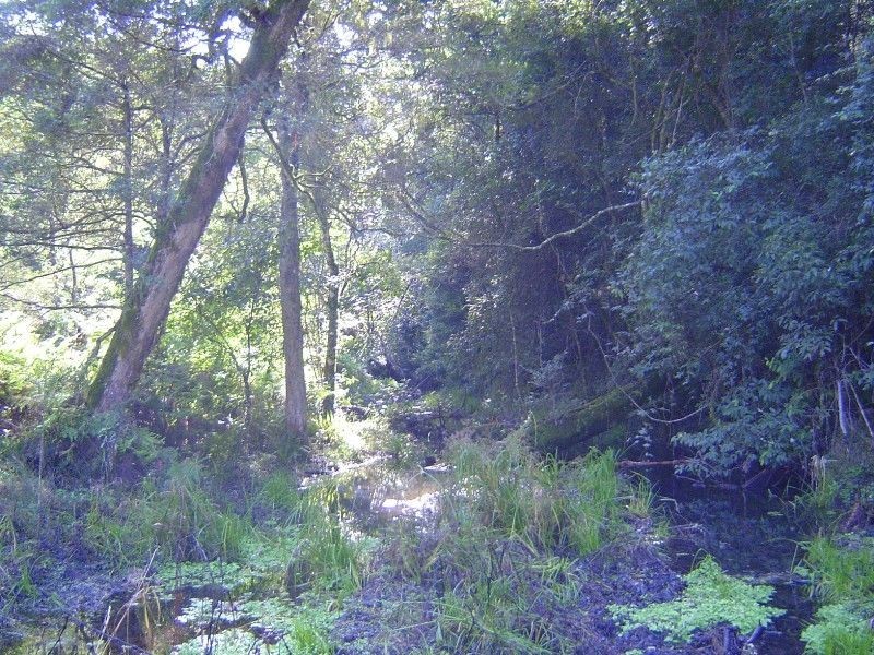 Lot 1 & 97 Goorangoola Creek Road, Singleton NSW 2330