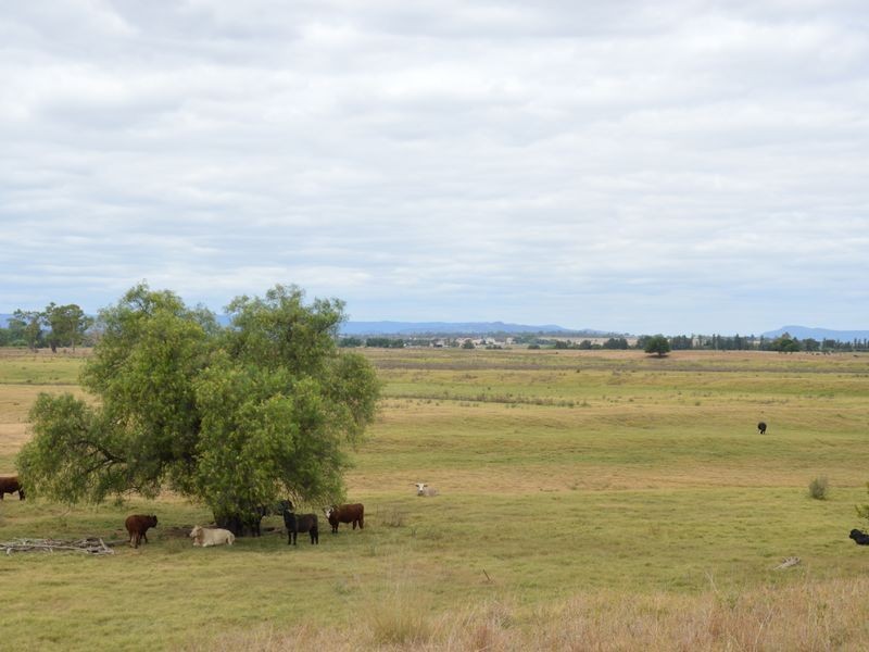 Singleton NSW 2330