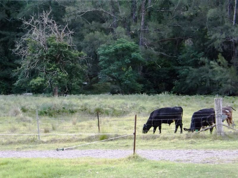 Lot 70 Carrowbrook Road, Singleton NSW 2330