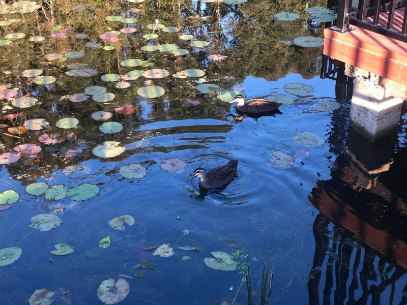 16 Trillers Avenue, Coomera QLD 4209