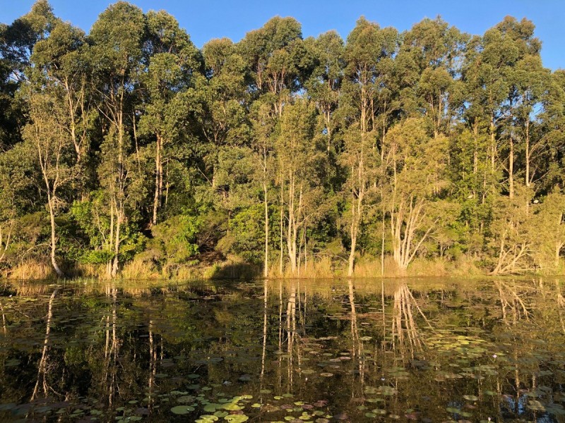 16 Trillers Avenue, Coomera QLD 4209