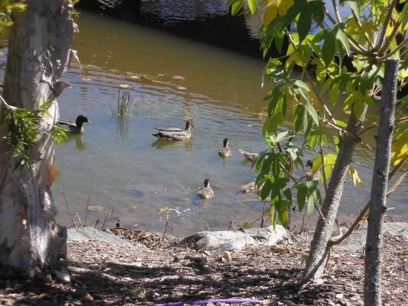 58 Picnic Creek Drive, Coomera QLD 4209