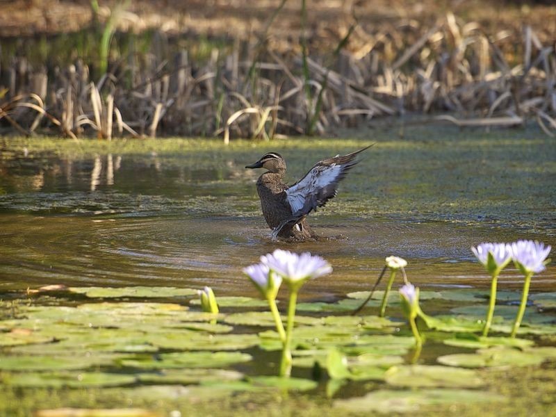 3 Tribulation Crescent, Coomera QLD 4209