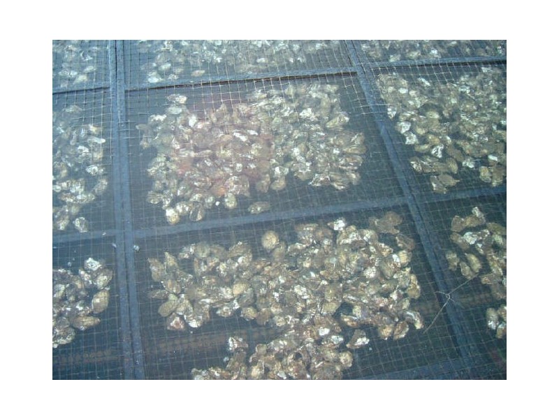 551 Rainbow Reach Road, Rainbow Reach NSW 2440