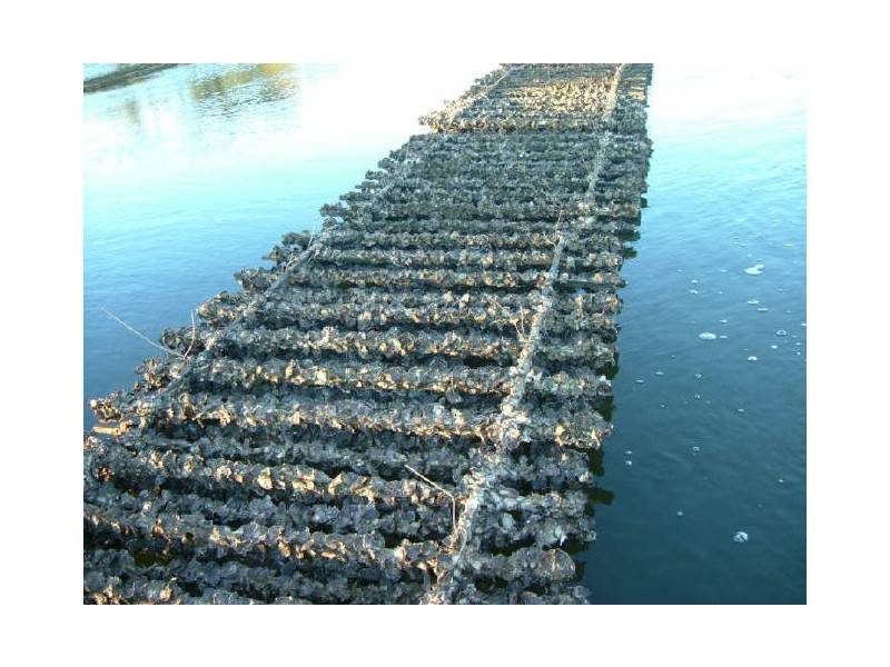 551 Rainbow Reach Road, Rainbow Reach NSW 2440