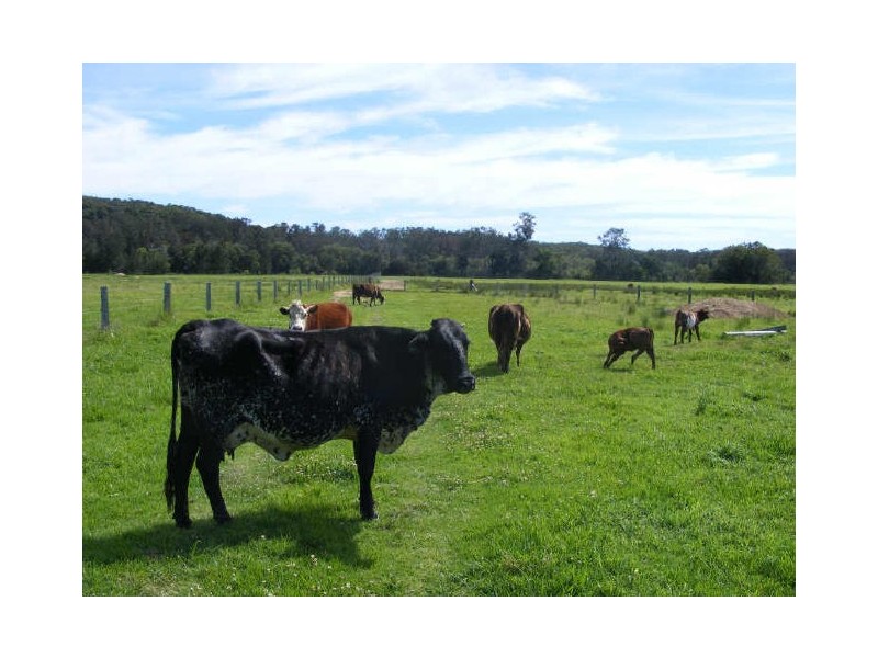 117 Boyters Lane, Jerseyville NSW 2431