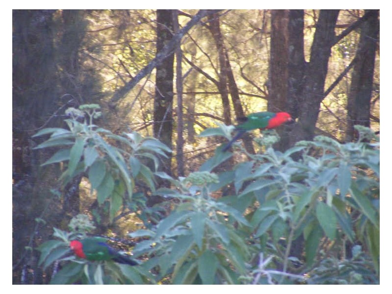 Schmidts Access Road Nulla Creek, Kempsey NSW 2440