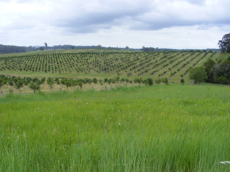 423 South Bank Road, Eungai Creek NSW 2441