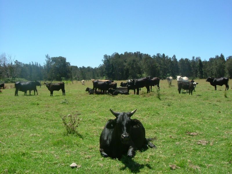 Clybucca NSW 2440
