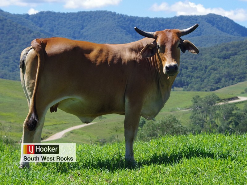 Lot 1 in D Five Day Creek Road, Comara NSW 2440