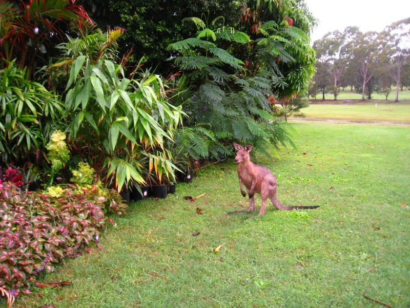 22 Cook Drive, South West Rocks NSW 2431