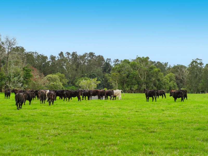 244 Menarcobrinni Road, Clybucca NSW 2440