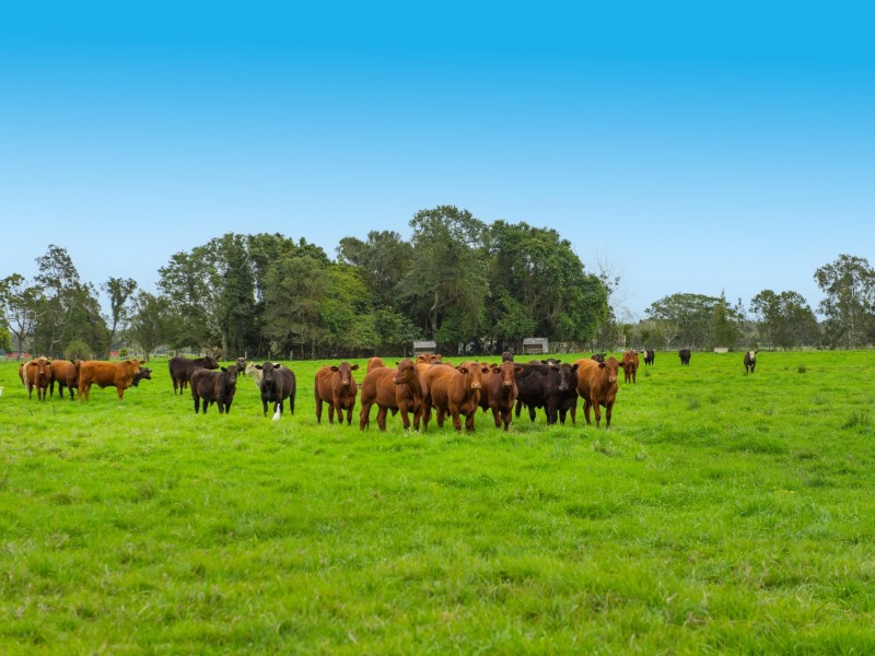 244 Menarcobrinni Road, Clybucca NSW 2440