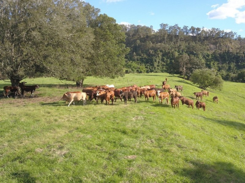 47 Pee Dee Road, Bellbrook NSW 2440