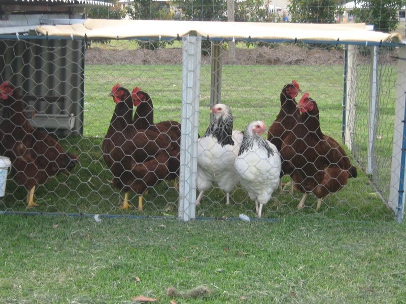 Avenell Heights QLD 4670