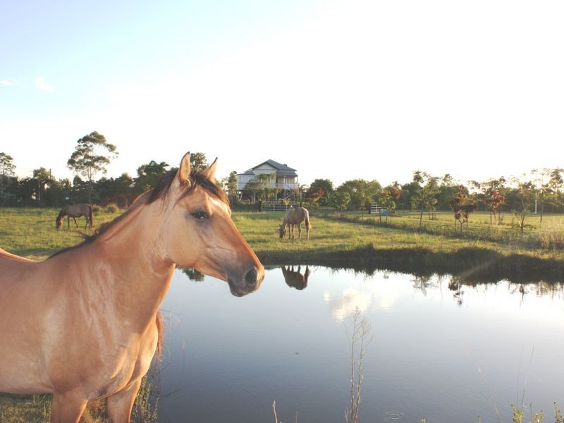 62 Fairydale Road, Welcome Creek QLD 4670