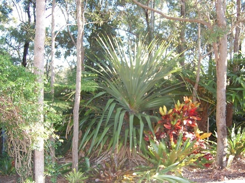 40 Palm Springs Drive, Calavos QLD 4670