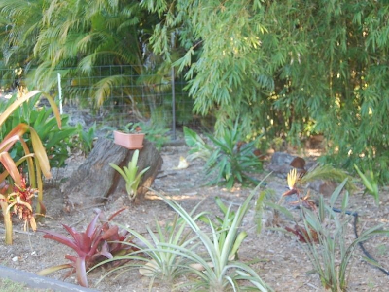 40 Palm Springs Drive, Calavos QLD 4670