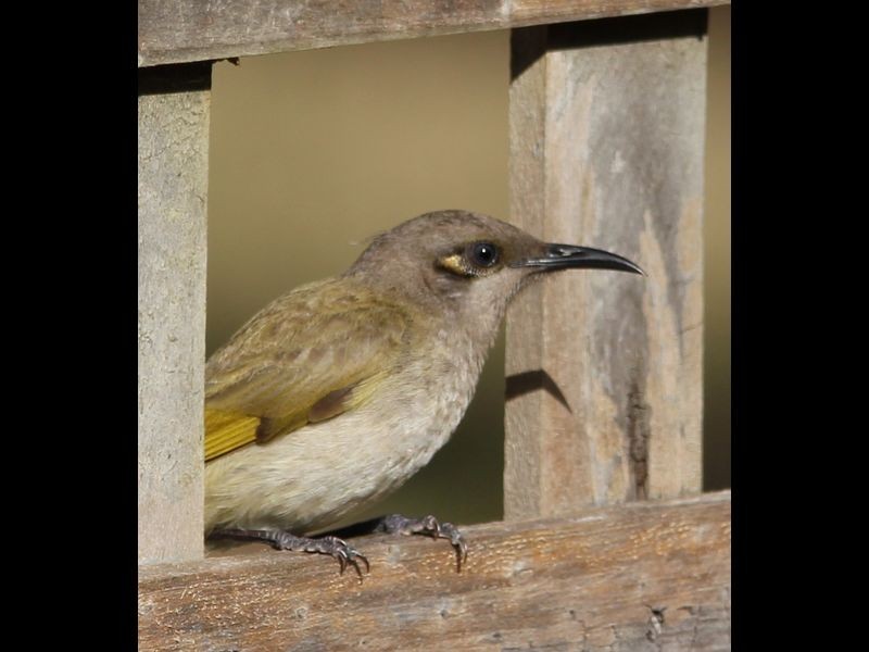 1067 Birthamba Road, Bucca QLD 4670