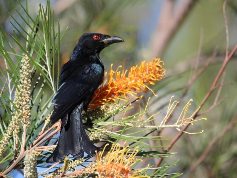 1067 Birthamba Road, Bucca QLD 4670