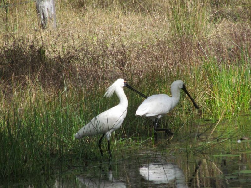 1067 Birthamba Road, Bucca QLD 4670