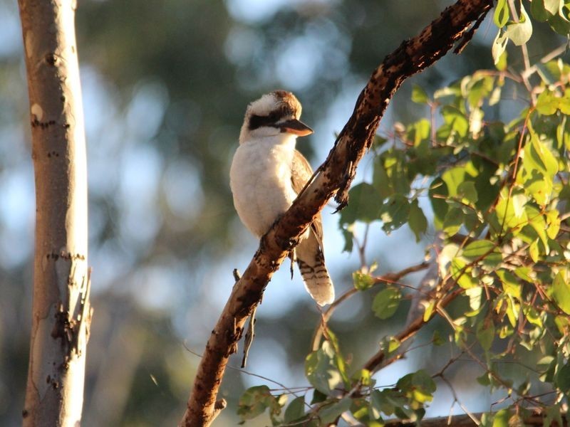 1067 Birthamba Road, Bucca QLD 4670