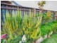 4 Dahlia Court, Kalkie QLD 4670