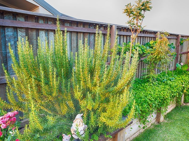 4 Dahlia Court, Kalkie QLD 4670