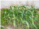 4 Dahlia Court, Kalkie QLD 4670
