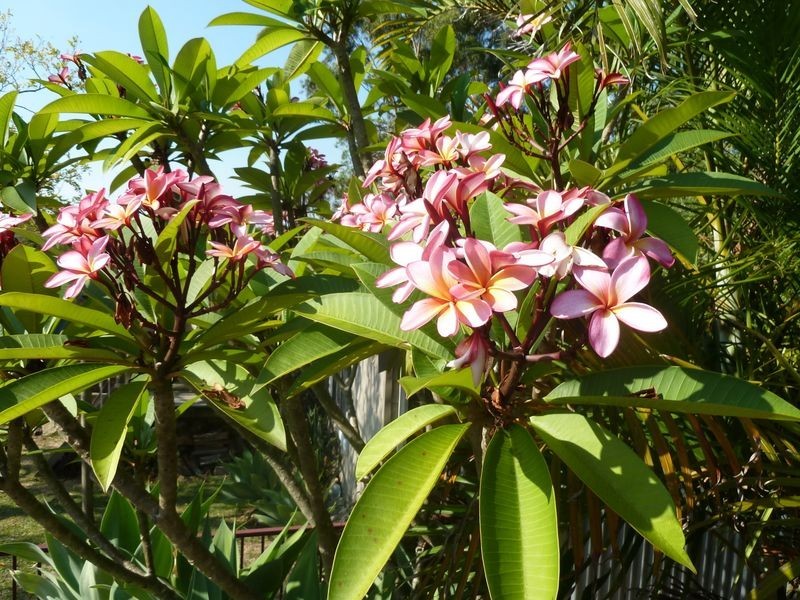 23 Red Cedar Drive, Mount Colah NSW 2079