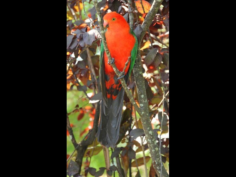 11 Alicia Road, Mount Kuring-gai NSW 2080