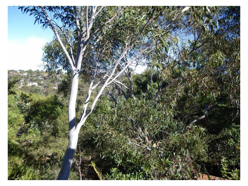 87 Excelsior Road, Mount Colah NSW 2079