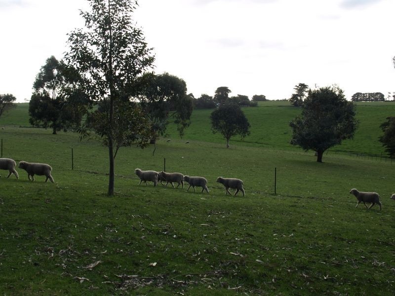 209 Cooramook Road, Grassmere VIC 3281