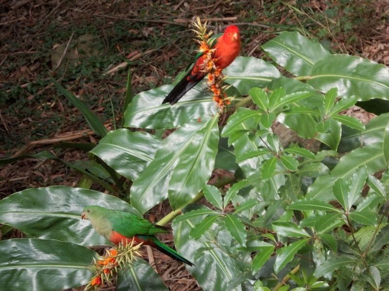 1 Elegans Avenue, St Ives NSW 2075