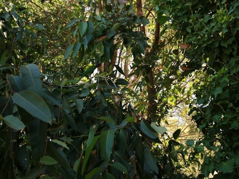 4 Hill Court, Cowes VIC 3922