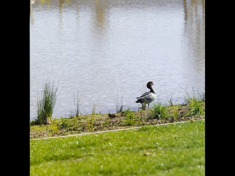 Lot 402 Rosella Grove, Cowes VIC 3922