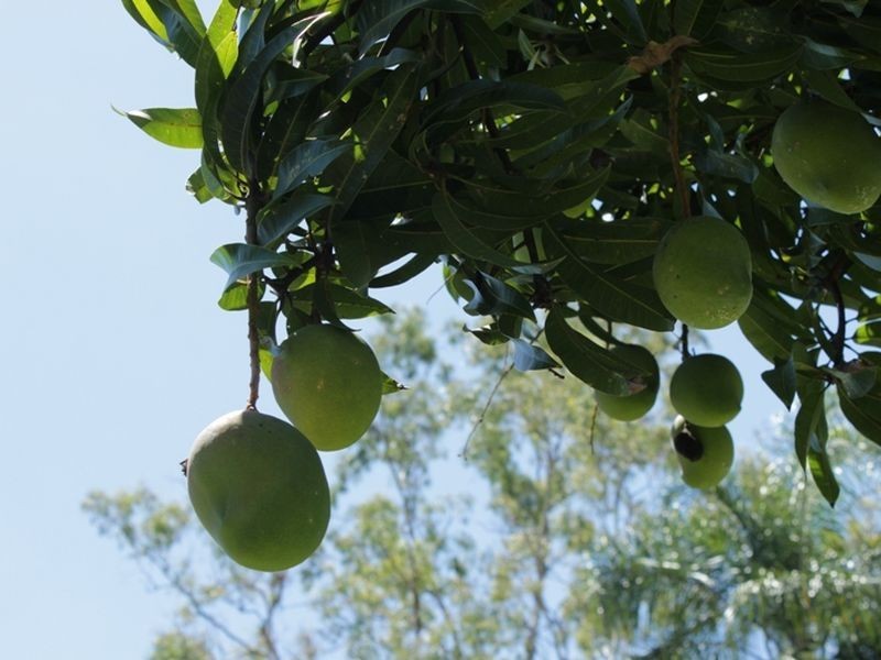 7 Karina Street, Gailes QLD 4300