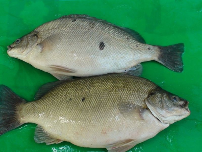 71 Nerreman Road, Wivenhoe Pocket QLD 4306