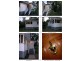 Gailes QLD 4300