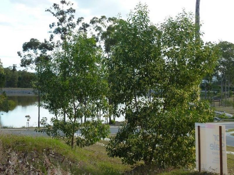 28 Cascades Street, Springfield Lakes QLD 4300