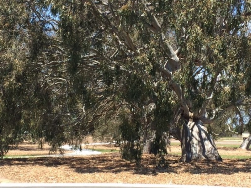 Lot 178 (1 Sugargum Close, Sale VIC 3850