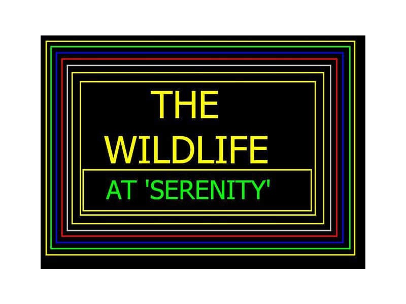 385 The Panorama, Tallai QLD 4213