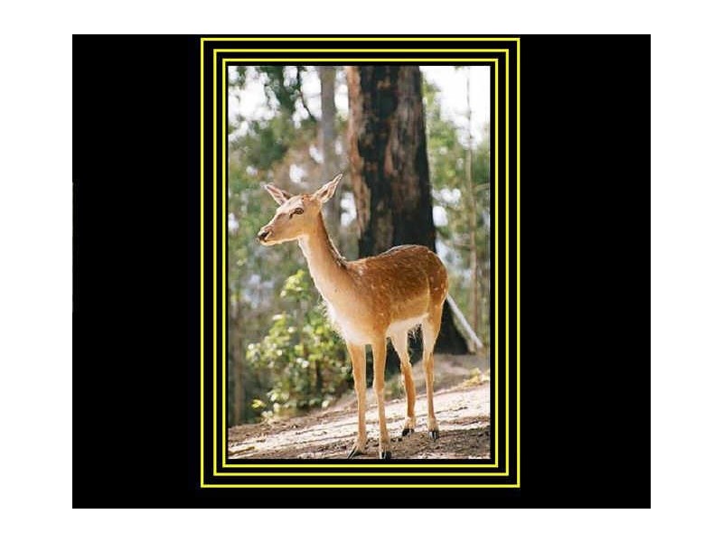 385 The Panorama, Tallai QLD 4213