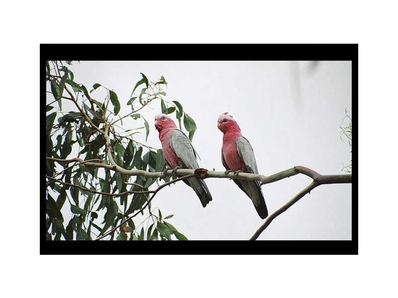 385 The Panorama, Tallai QLD 4213