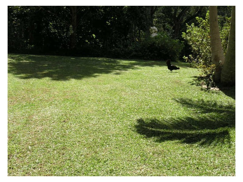 13 Carricks Road, Springbrook QLD 4213