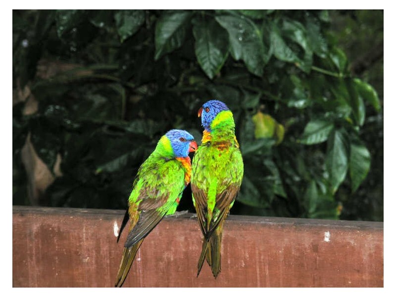 6 William Hollindale Ct, Worongary QLD 4213