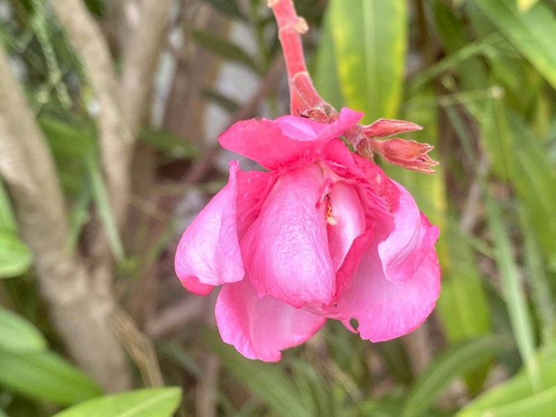 1 Vertigan Place, Ulverstone TAS 7315