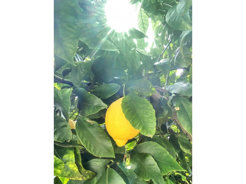 1 Vertigan Place, Ulverstone TAS 7315