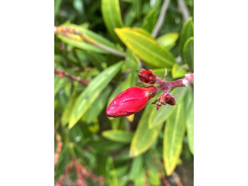 1 Vertigan Place, Ulverstone TAS 7315